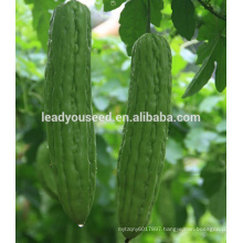 MBG01 Guize high quality bitter gourd seeds for sales